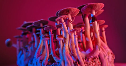 Mushroom Dispensaries Have Made it to Toronto, But For How Long?