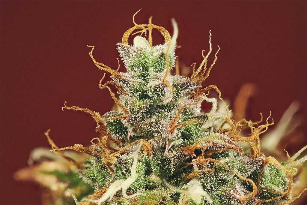 Cannabis Pistils (Angel Hairs): Unveiling the Delicate Beauty and Emotional Impact of Orange Buds