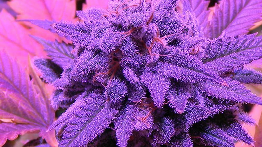 WTF makes weed purple?