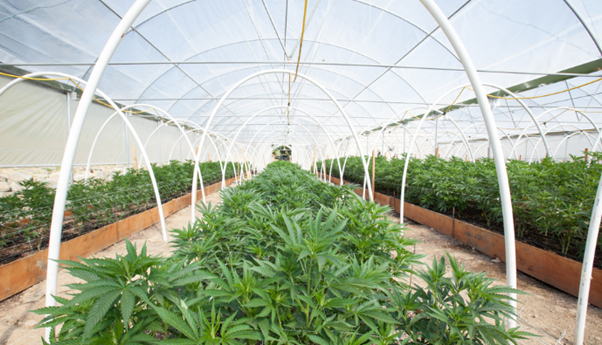 Diving into the Art of Cannabis Cultivation: Outdoor, Indoor, and Green Room Mastery