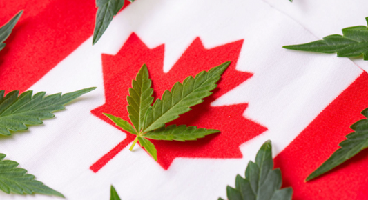 Canada's Green Giants: Exploring the Country's Biggest Marijuana Grows