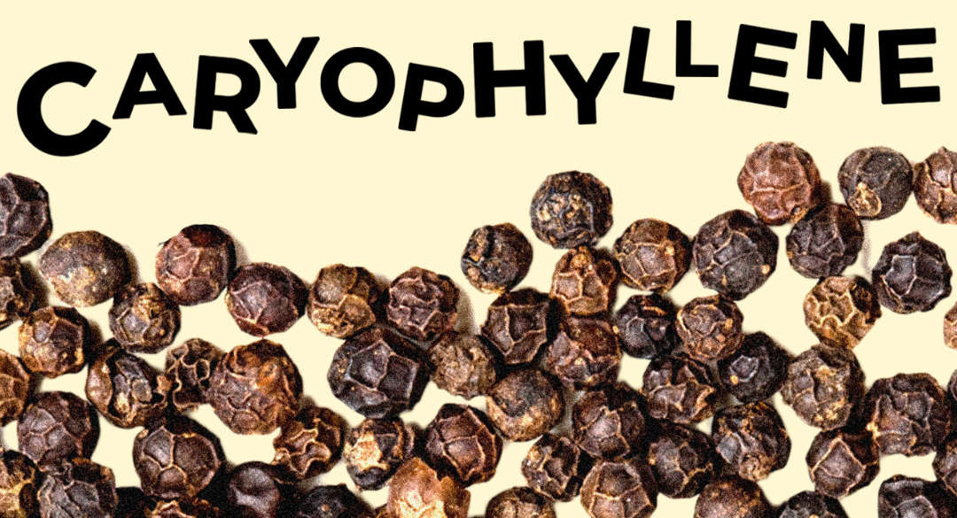 Caryophyllene: Explained