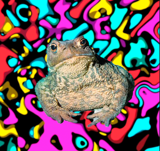 The World's Trippiest Toad:The Bufo alvarius