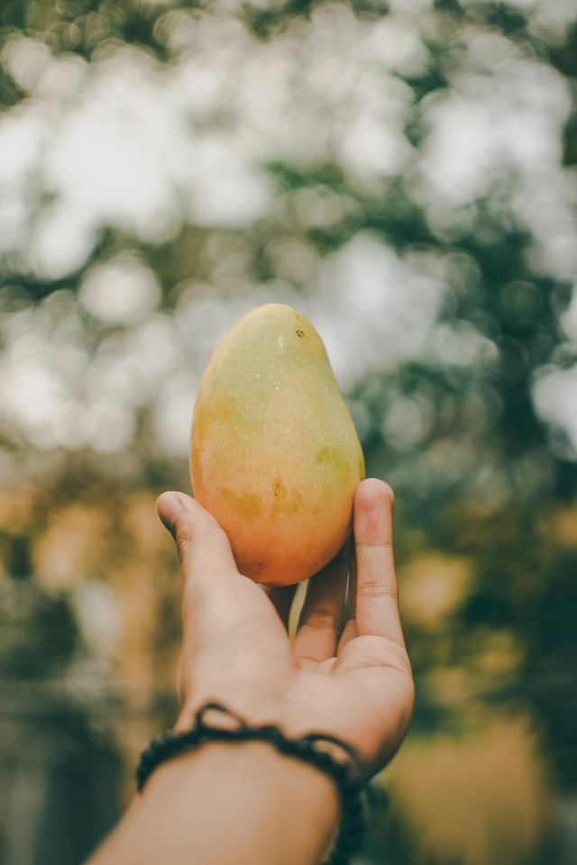 Can Mangos Make You Higher? Exploring the Mango-THC Connection