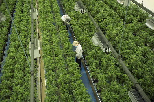 CANOPY GROWTH IS SELLING ITS OLD CHOCOLATE FACTORY POT FACILITY TO HERSHEY