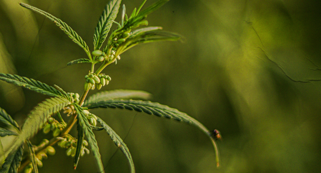 What is the difference between hemp vs. Cannabis