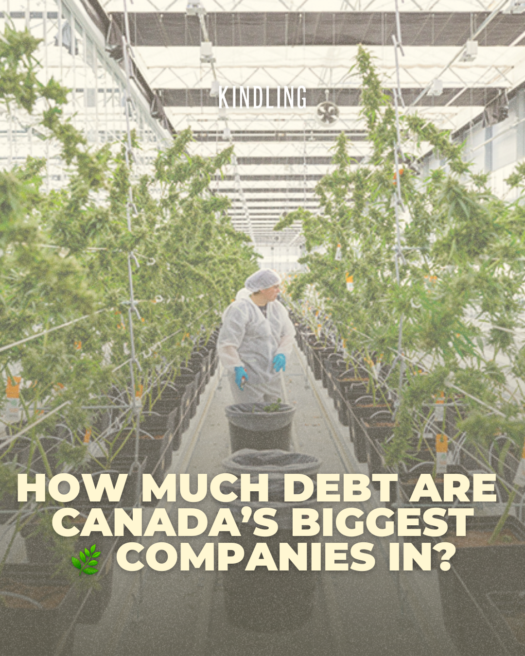 Here's How Much Debt Canada's Biggest Cannabis Companies Are In