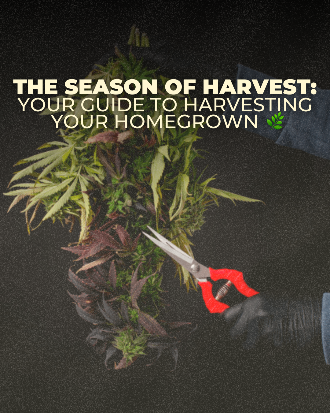 Season of Outdoor Harvest