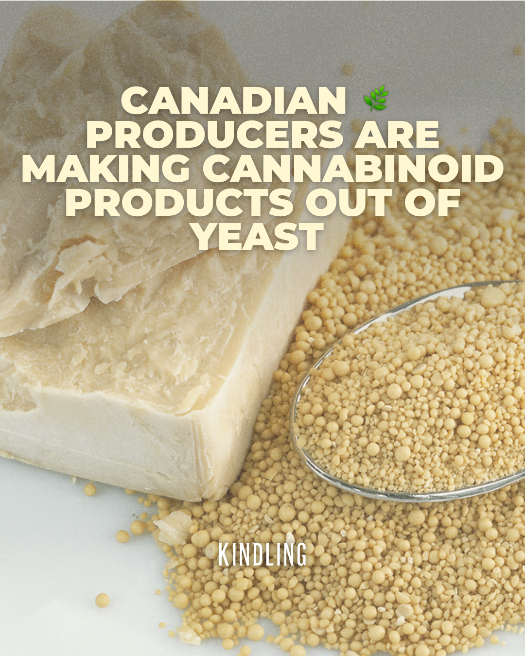 Canadian Cannabis Producers Are Making Cannabinoid Products Out Of Yeast