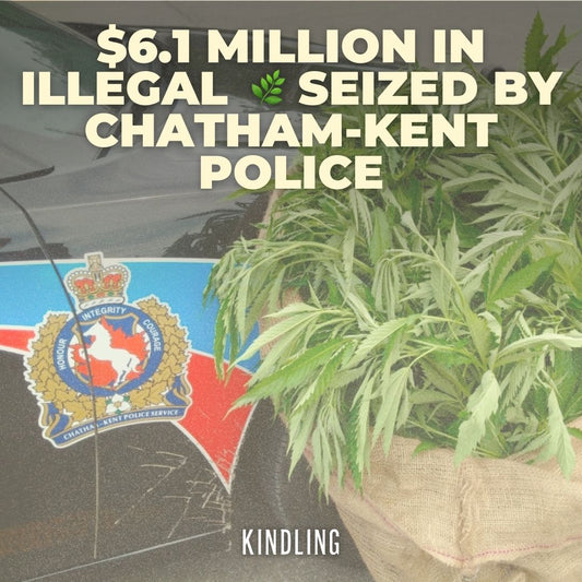 $6.1 MILLION IN ILLEGAL CANNABIS SEIZED IN BLENHEIM