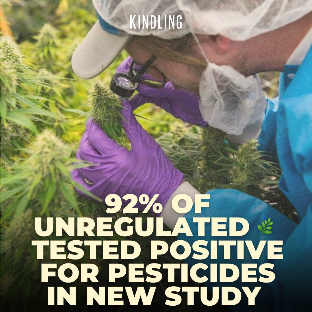 92% of unregulated canadian cannabis tested positive for pesticides in new study