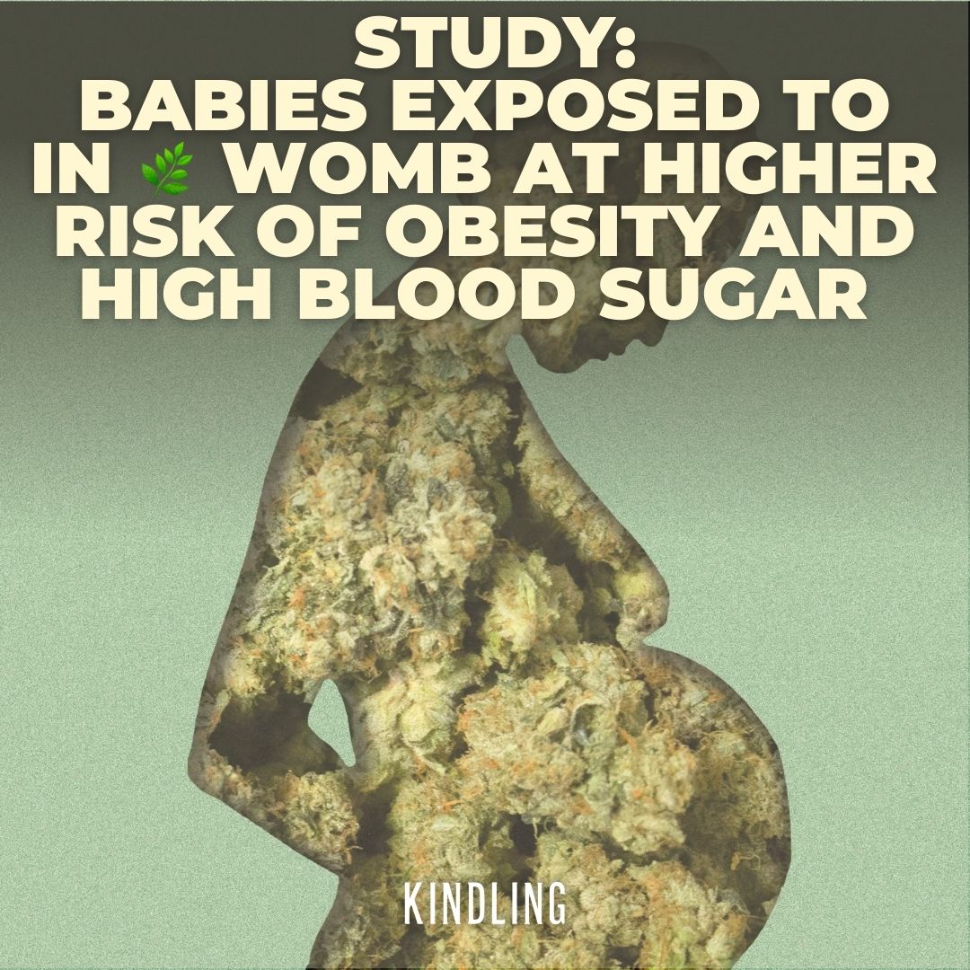 BABIES EXPOSED TO CANNABIS IN WOMB AT RISK OF OBESITY AND HIGH BLOOD SUGAR