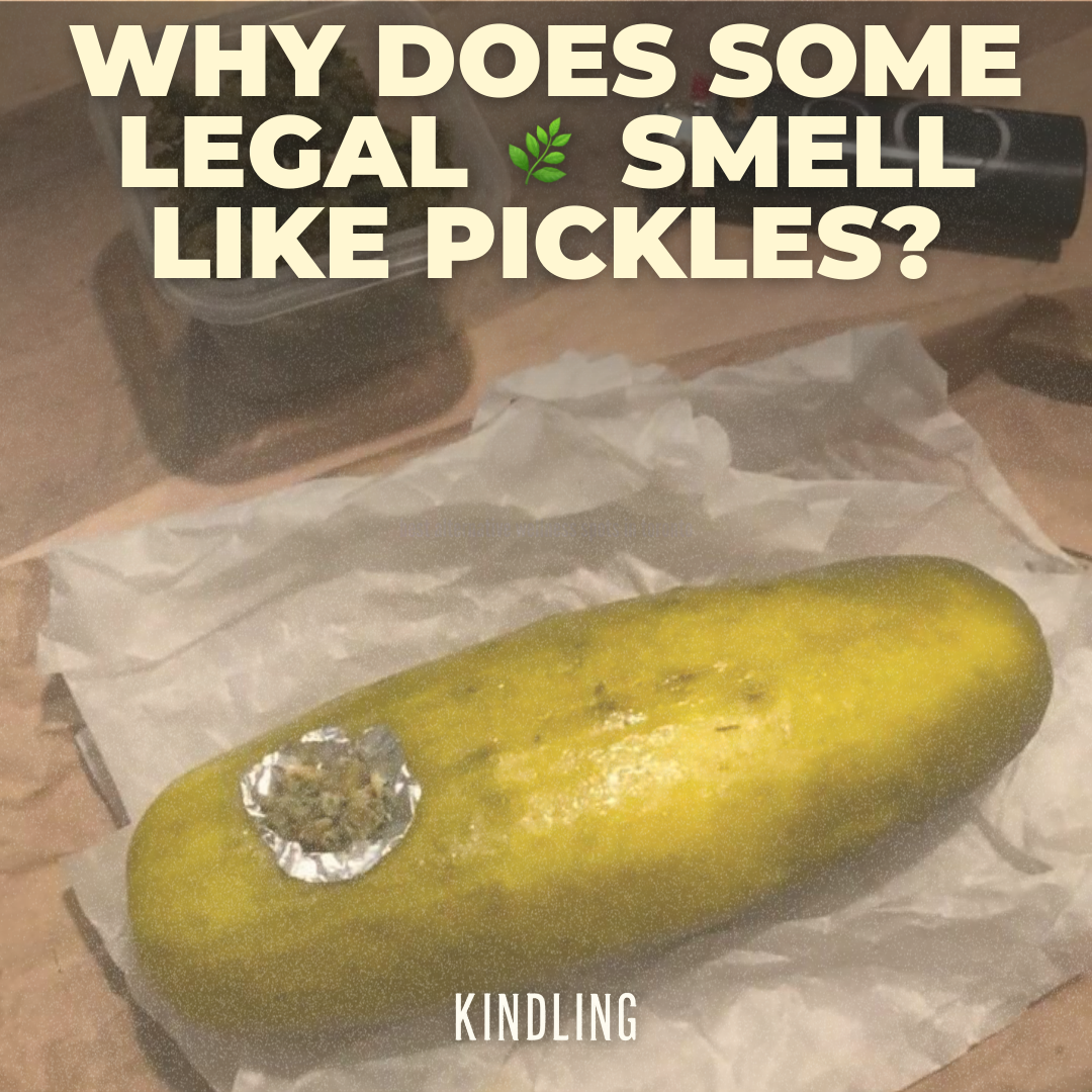 Why Does Some Weed Smell like Pickles?