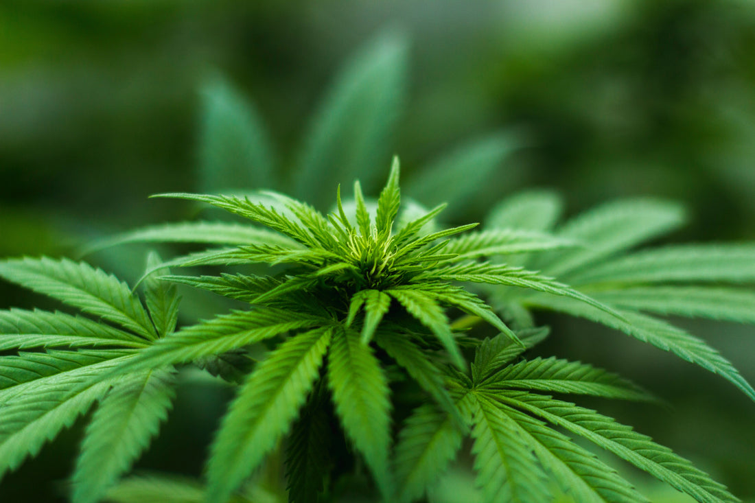 Canadian Cannabis Companies Seeking Global Market Domination