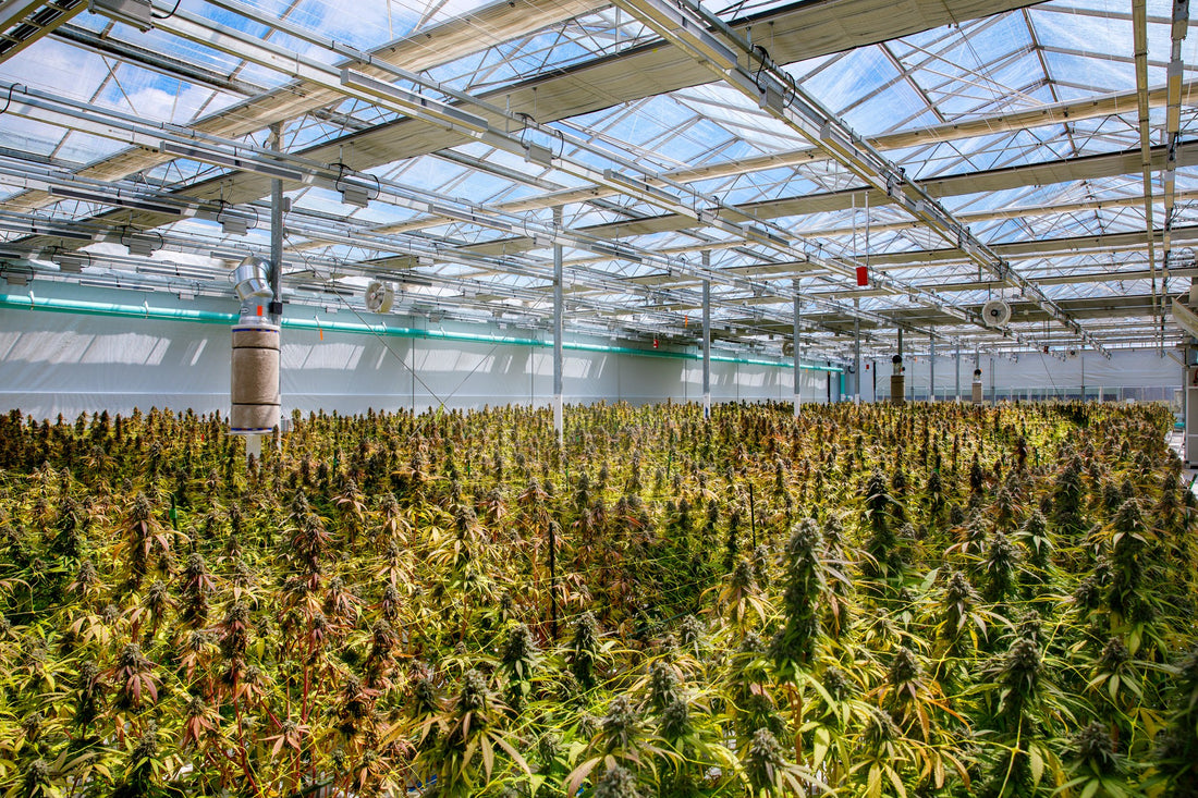 Simple Bare Greenhouse in BC, Canada