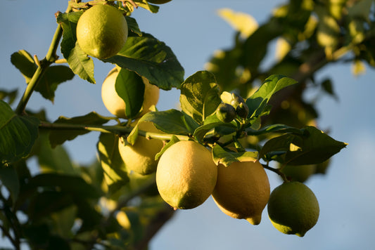 The Joy Of Citrus Strains