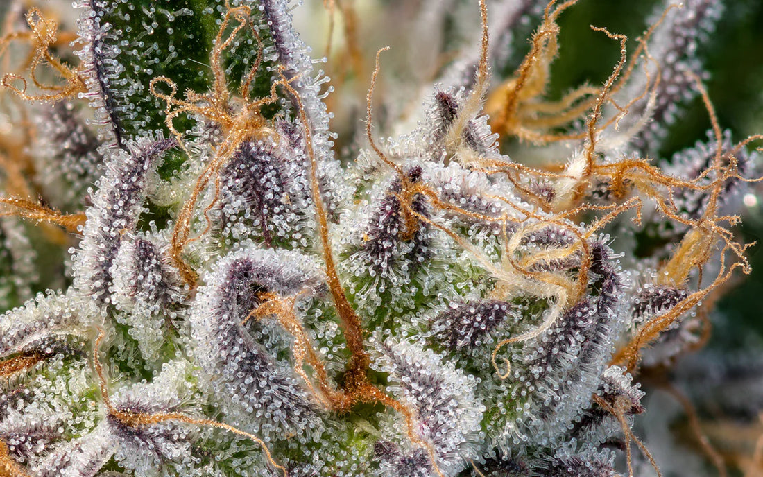 The Role of Terpenes in Enhancing Your Cannabis Experience