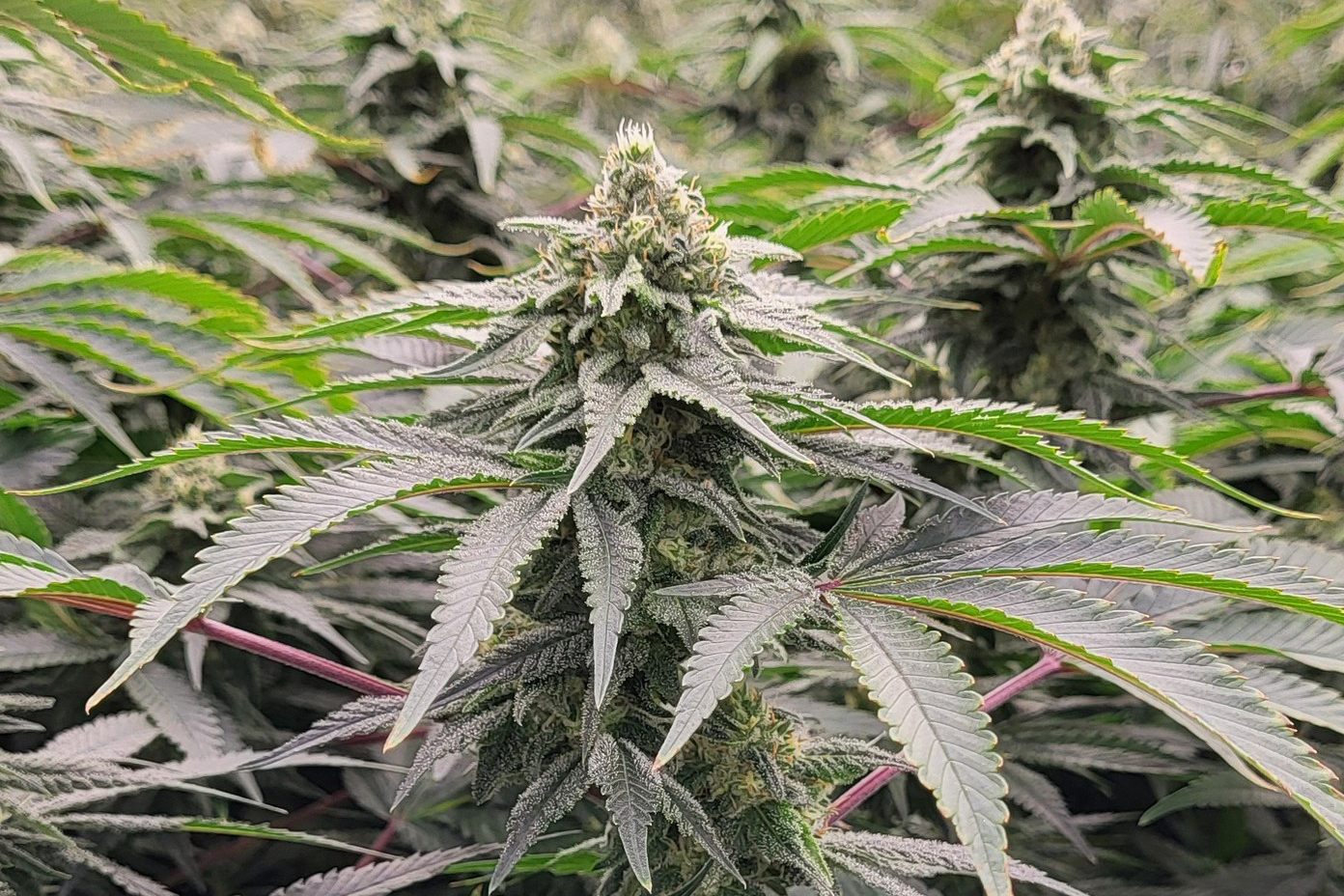 SUMO cannabis flowering