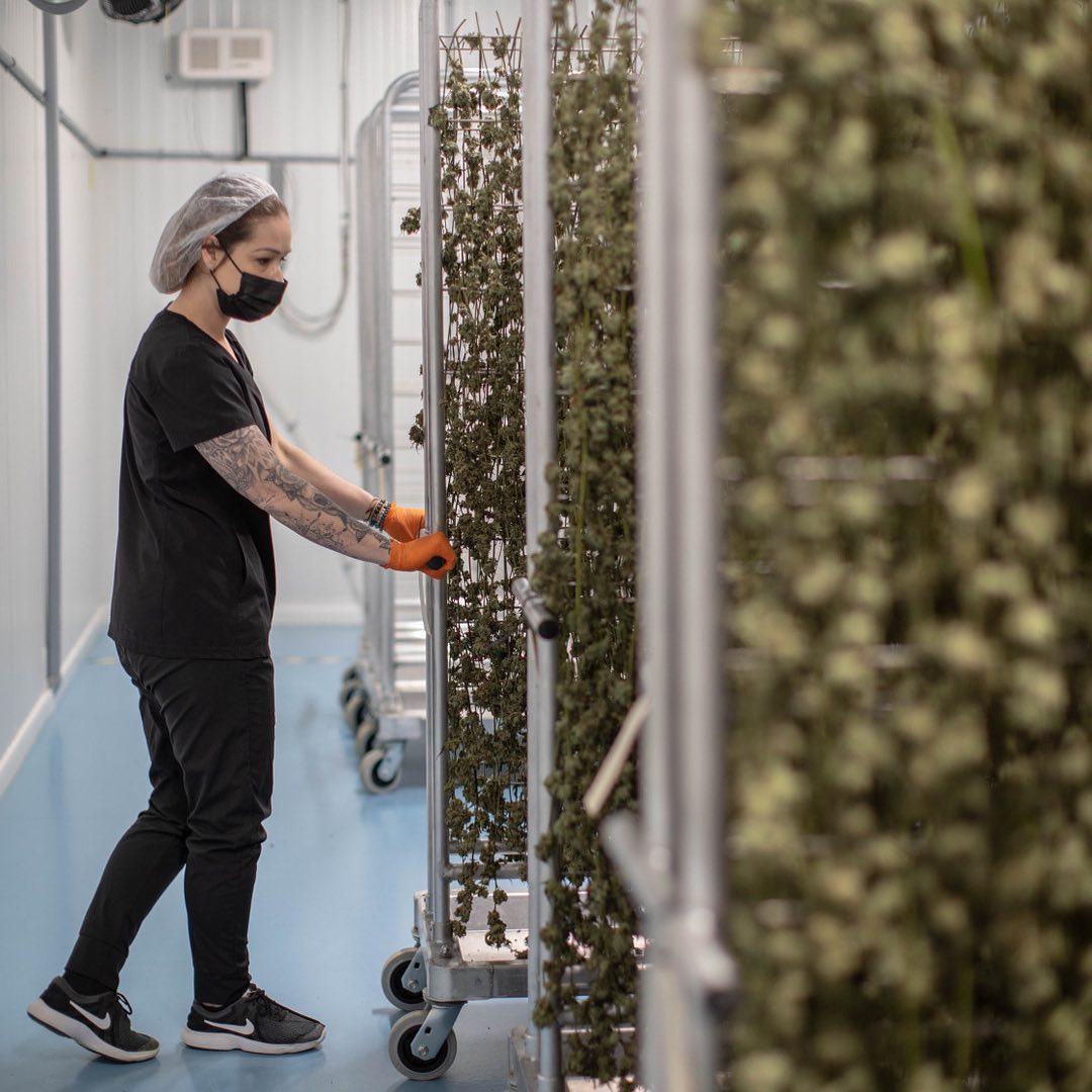 Carmel Hang Drying Craft Cannabis