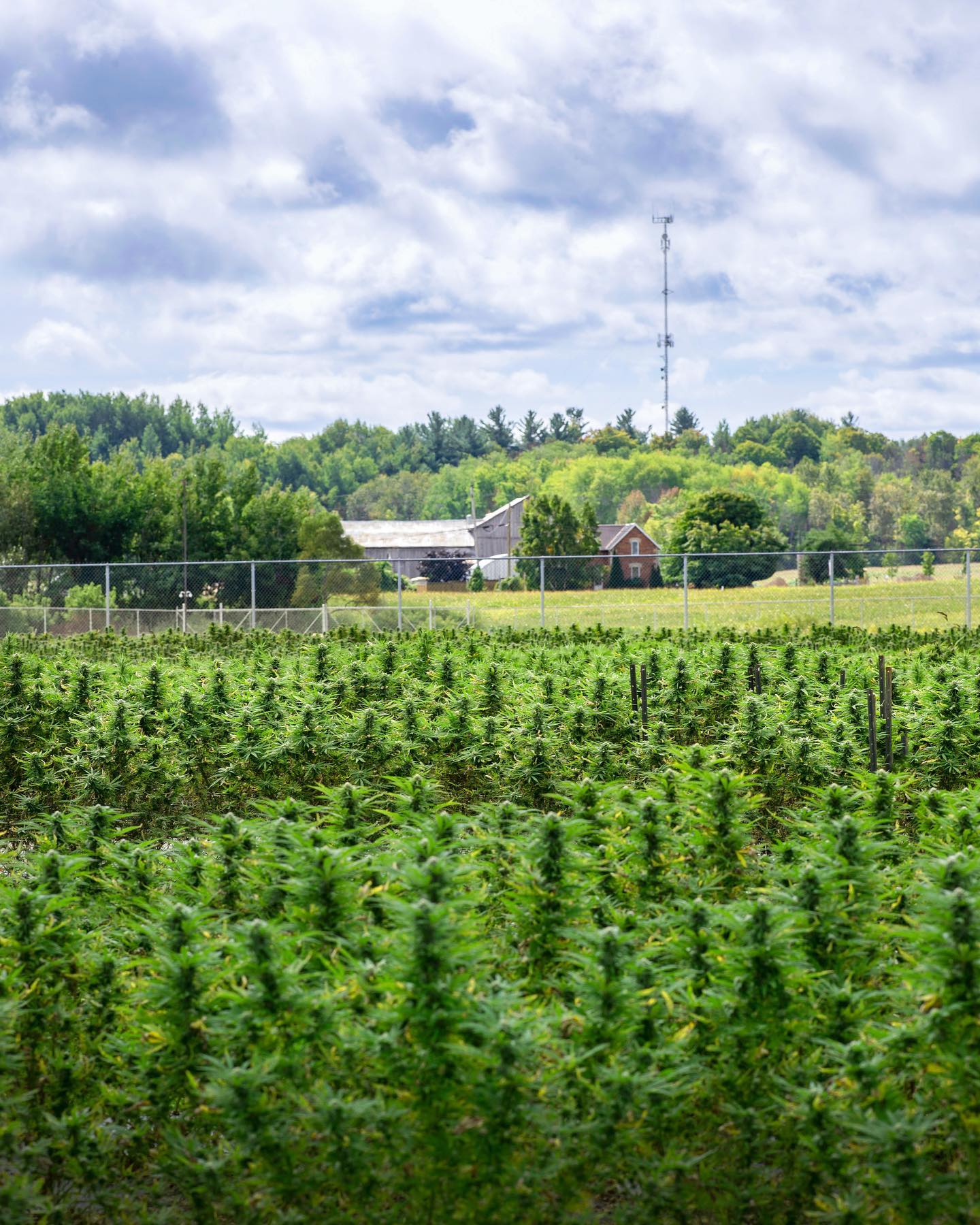 Purple Hill Cannabis Farm in Creemore, Ontario