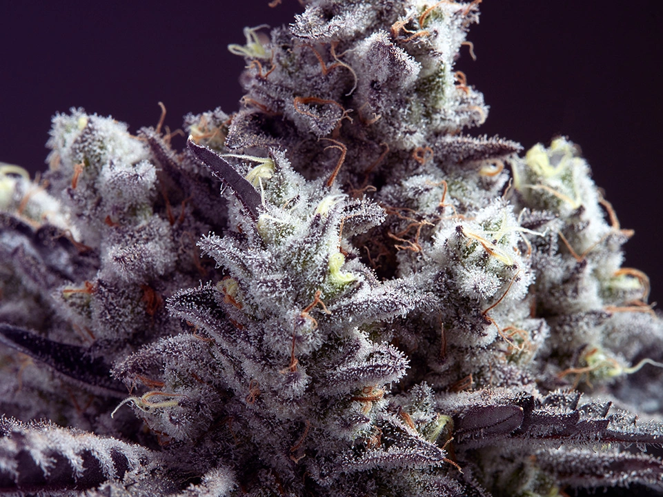 Close up of Volo craft cannabis