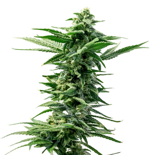 34 Street Seed Co. - Pineapple Express Seeds (Feminized)