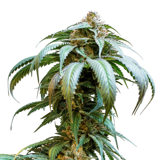 34 Street Seed Co. - Bubba Kush Seeds (Feminized)