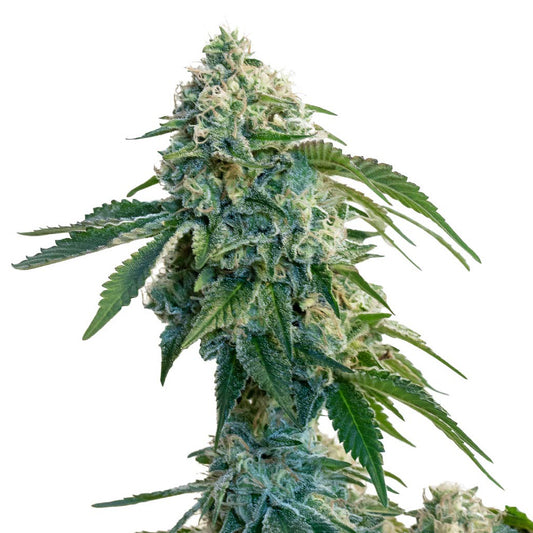 34 Street Seed Co. - Garlic Cookies Seeds (Feminized)