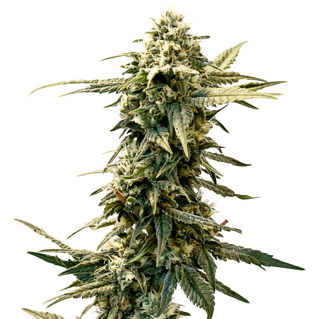 34 Street Seed Co. - AK-47 X UK Cheese Seeds (Autoflower)